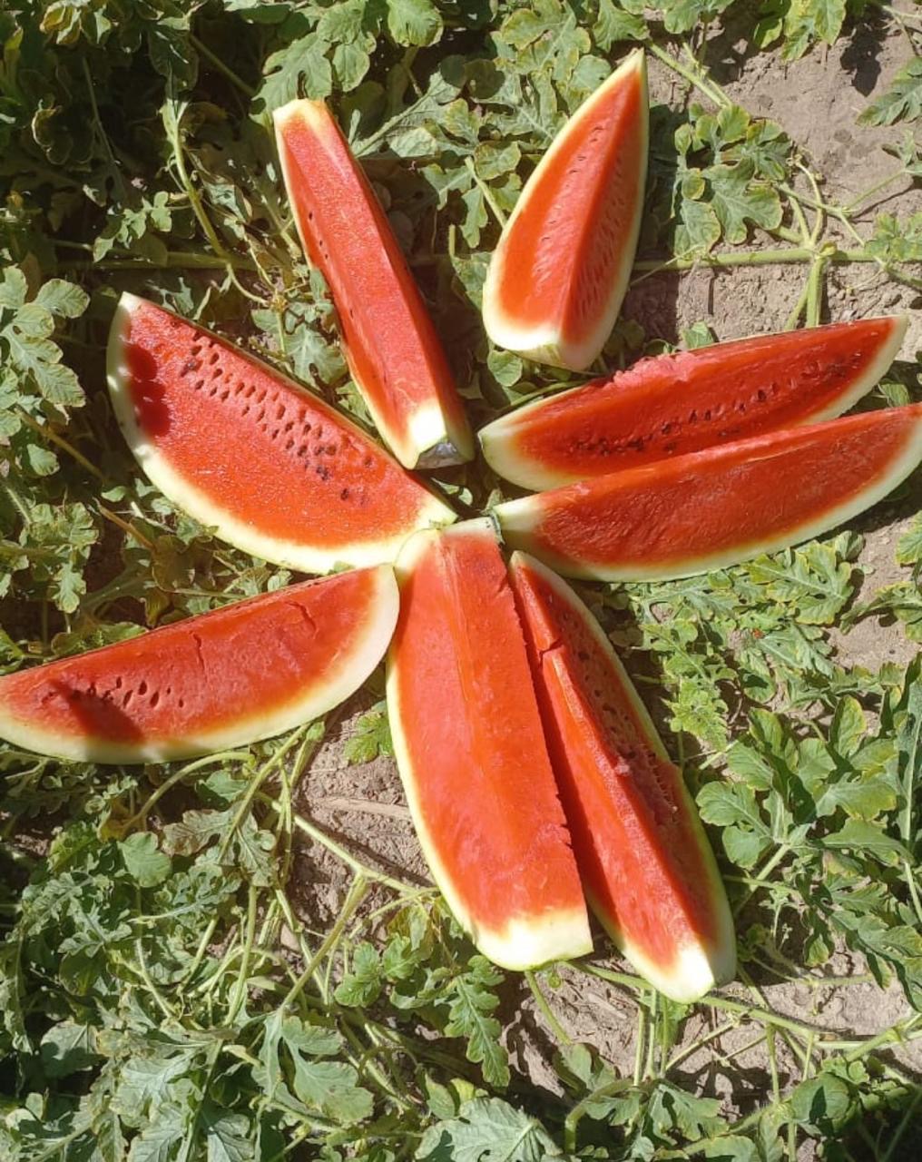 Fatias de melancia fresca